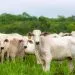 Juara se destaca como 3° maior produtor de gado em Mato Grosso, revela contagem