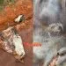 Suspeita de furto e abate clandestino de gado em Juara será investigada