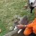 Bombeiros Militares de Juara atendeu 09 ocorrências no final de semana entre elas salvamento de animais