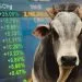 Preço da arroba do boi e Dolar tiveram oscilação no mercado financeiro nos últimos dias