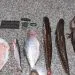 Fiscalização no Rio Arinos termina com apreensão de peixes após fuga de suspeitos em Juara
