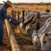 INDEA reforça cuidados com a sanidade do rebanho para evitar prejuízos na seca