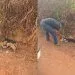 Crueldade humana: cadela e seis filhotes foram abandonados às margens da MT-325 em Juara e recolhidos pela Patrulha Rural
