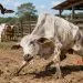 Raiva bovina segue sob controle em Juara, mas Indea reforça alerta aos produtores