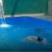 Morte de menino em piscina comove Tabaporã e acende alerta sobre vigilância de crianças em águas