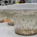 Vigilância alerta para aumento da proliferação do mosquito da dengue em Juara