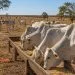 Seca aperta o pasto e aumenta necessidade de suplementação do gado em Juara