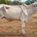 INDEA reforça cuidados e orienta produtores a observar condição corporal dos animais