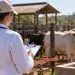Juara abre vaga imediata para médico-veterinário; inscrições encerram nesta quarta
