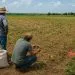 INDEA alerta produtores de Juara sobre sementes piratas e risco de prejuízos na lavoura