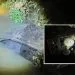 Dois veículos caem dentro do Rio em acidentes distintos na estrada de Juara a Águas Claras interior do município