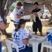 Dia D da vacinação contra a raiva mobiliza tutores neste sábado em Juara