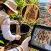 Tecnologia ajuda Juara a localizar áreas com maior presença do Aedes aegypti